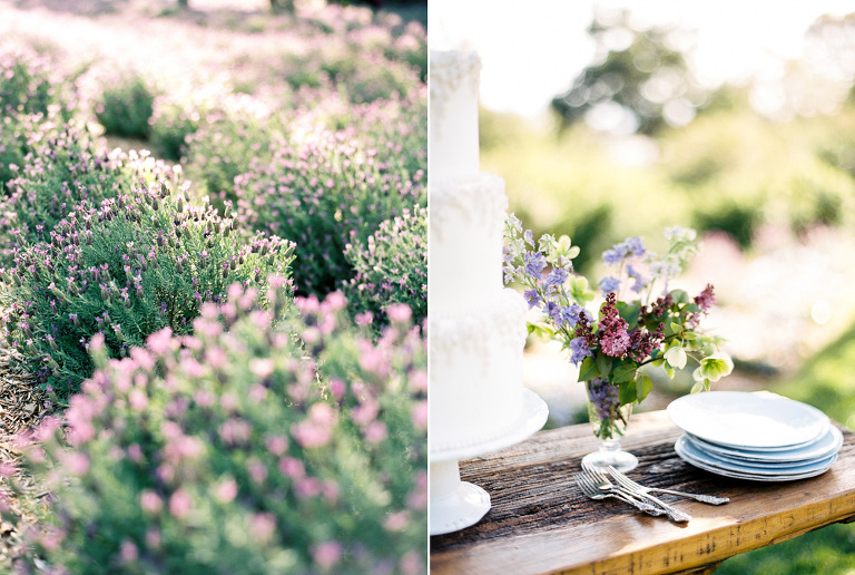 Lavender fields at SYR 