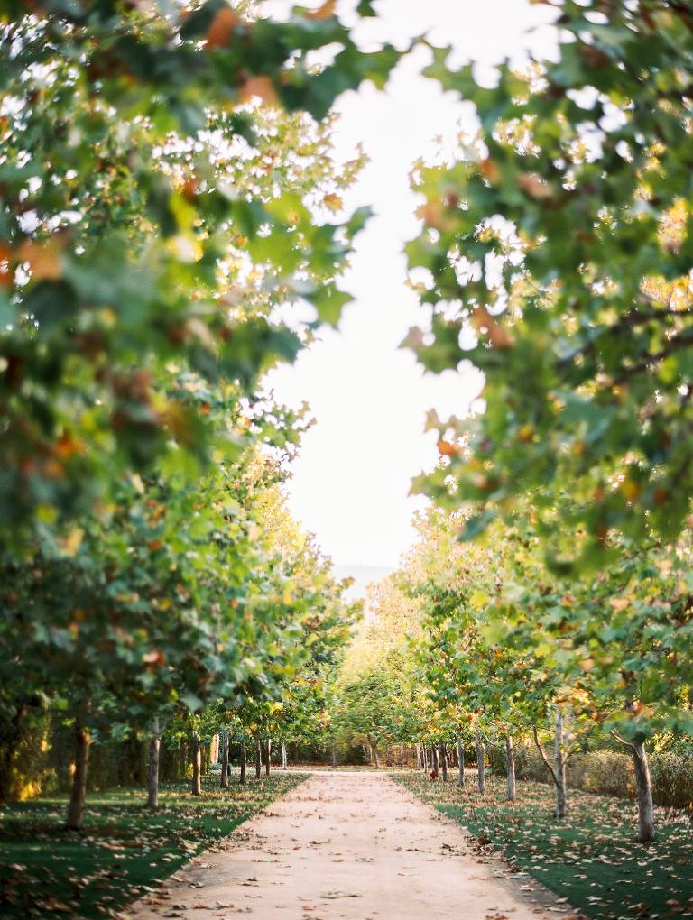 The tree alley during Fall at Kestrel Park